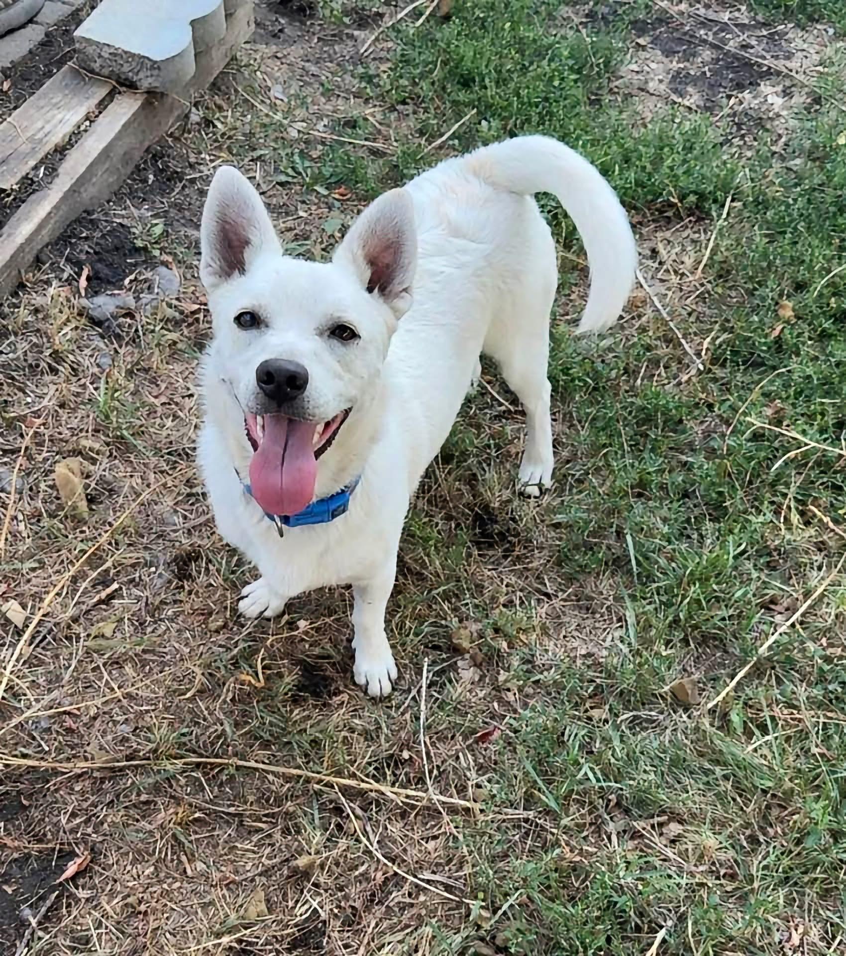 Enlarge Mikey, a Adoptable Mixed Breed in Cando, ND image 1/3