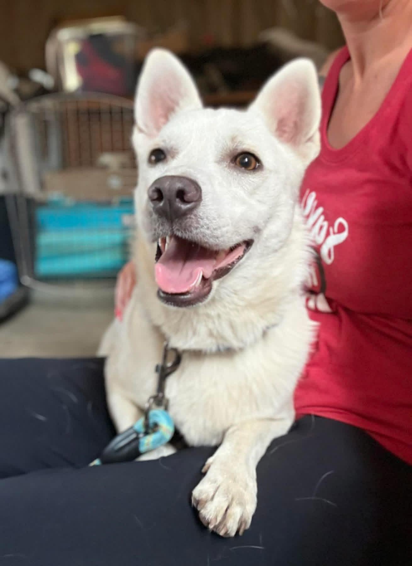 Enlarge Mikey, a ADOPTABLE Mixed Breed in Cando, ND image 2/2