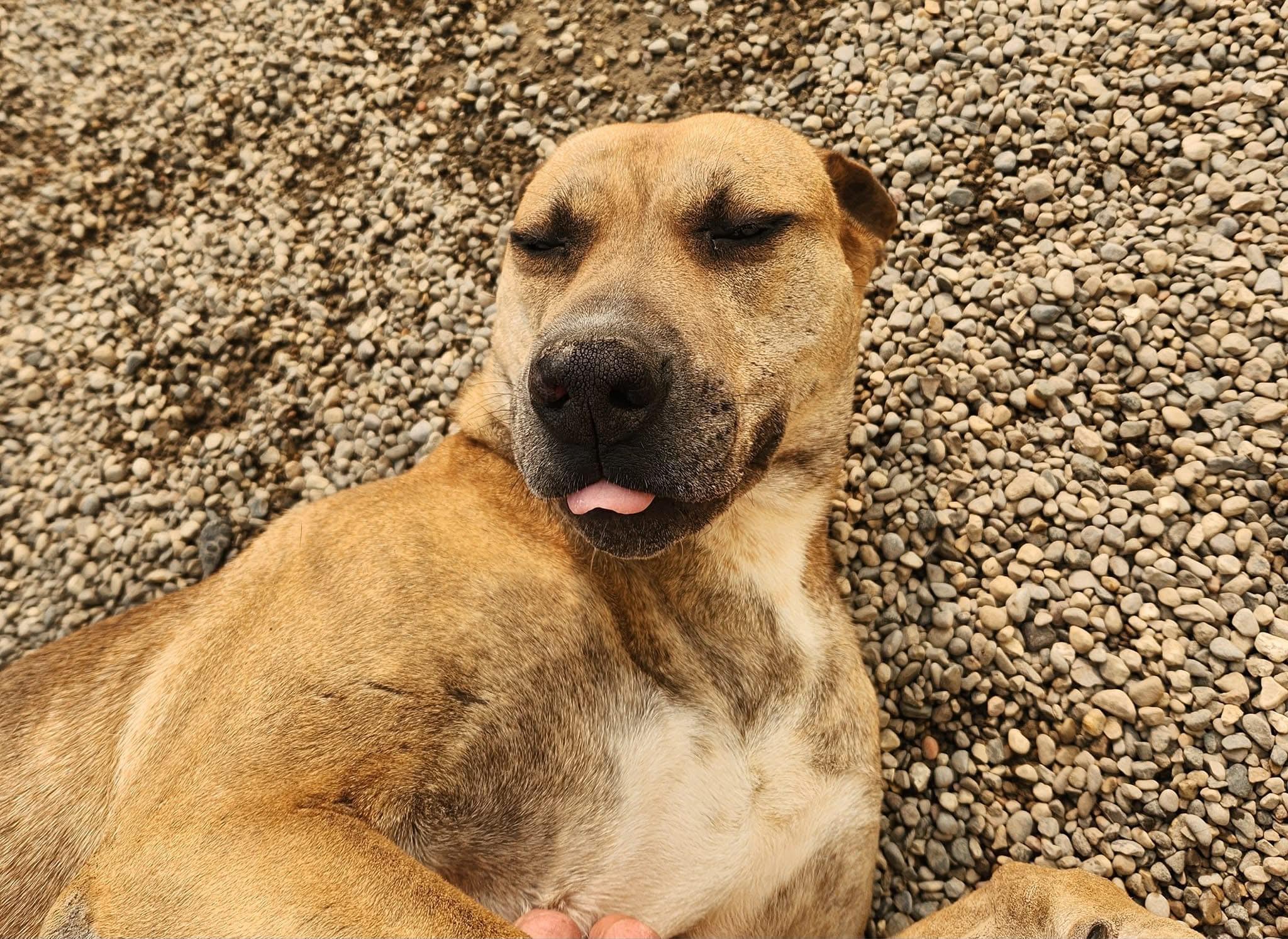 KINSALE- Needs a foster/forever home! photo 3