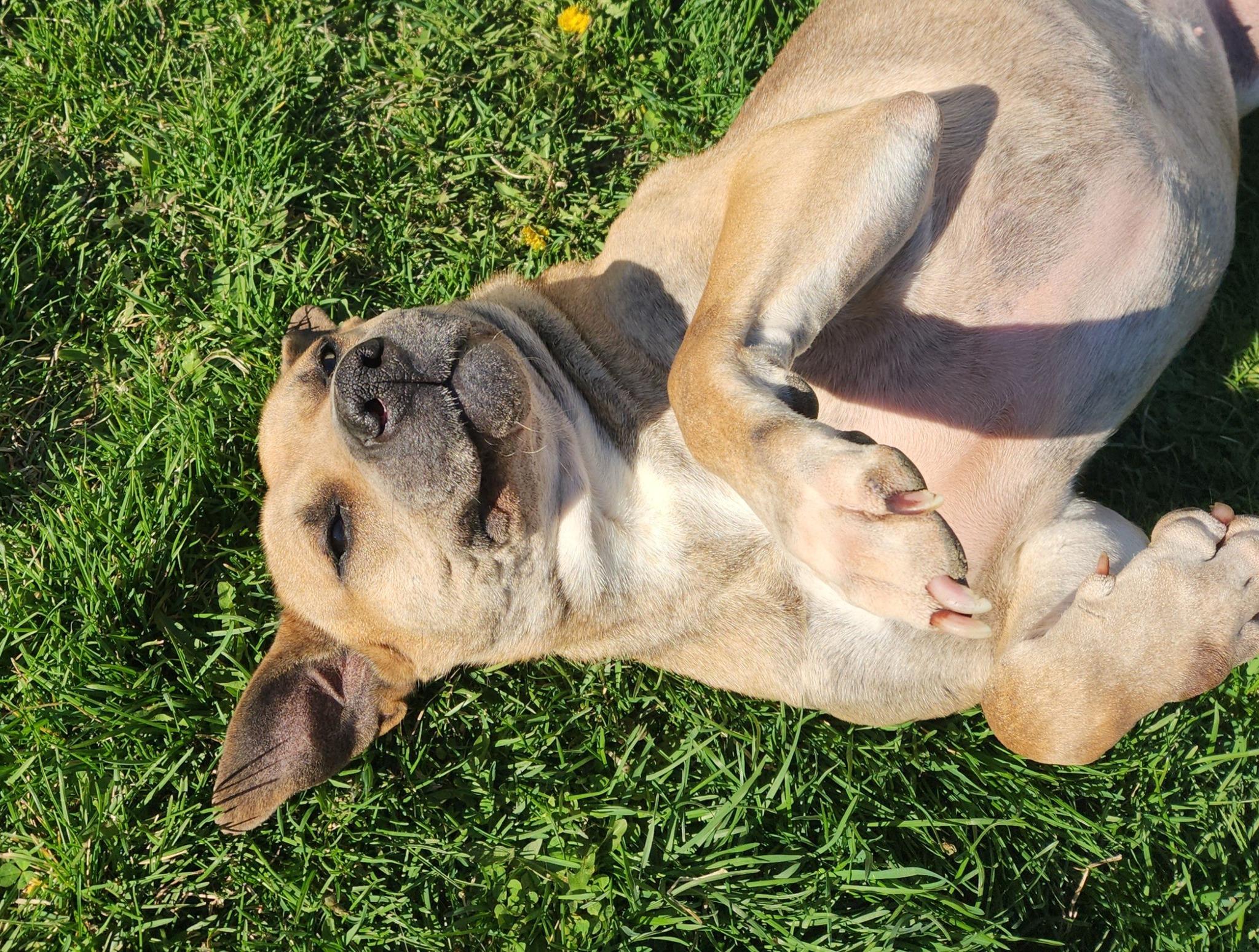 KINSALE- Needs a foster/forever home!, an adoptable Shepherd in Birmingham, MI, 48012 | Photo Image 4