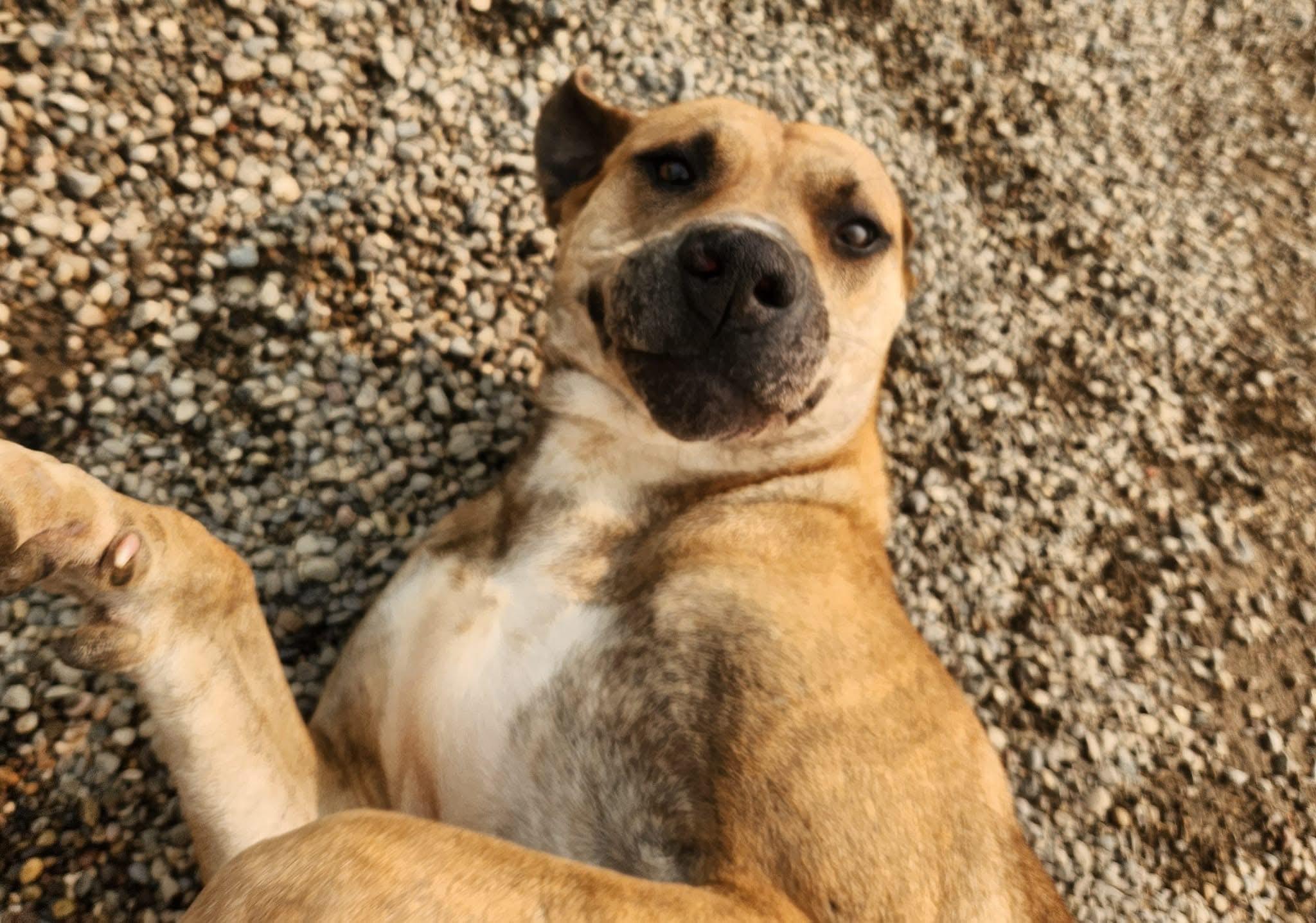 KINSALE- Needs a foster/forever home!, Adult Female unknown