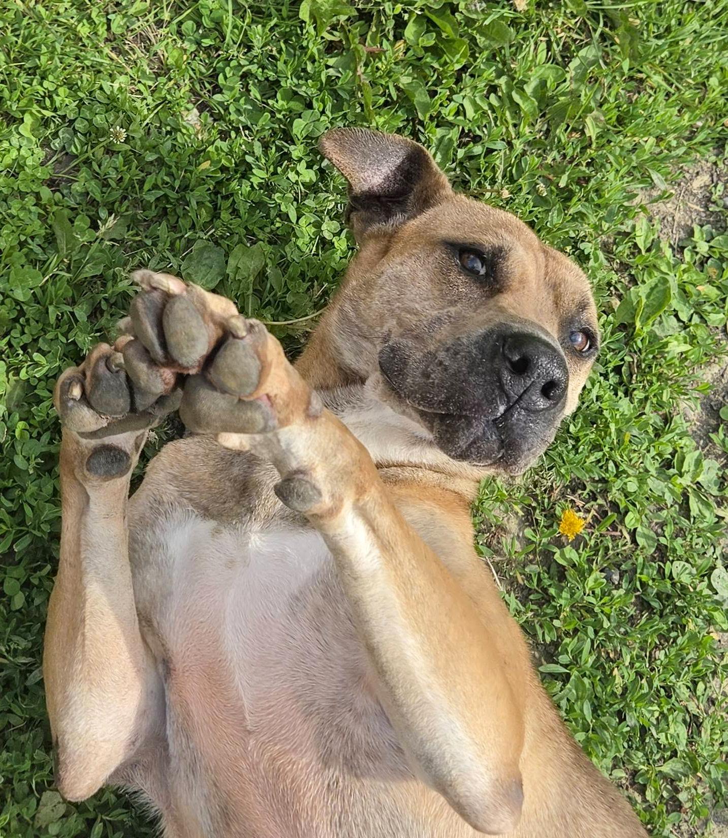 KINSALE- Needs a foster/forever home!, a Adoptable mixed breed in Birmingham, MI image 6/6