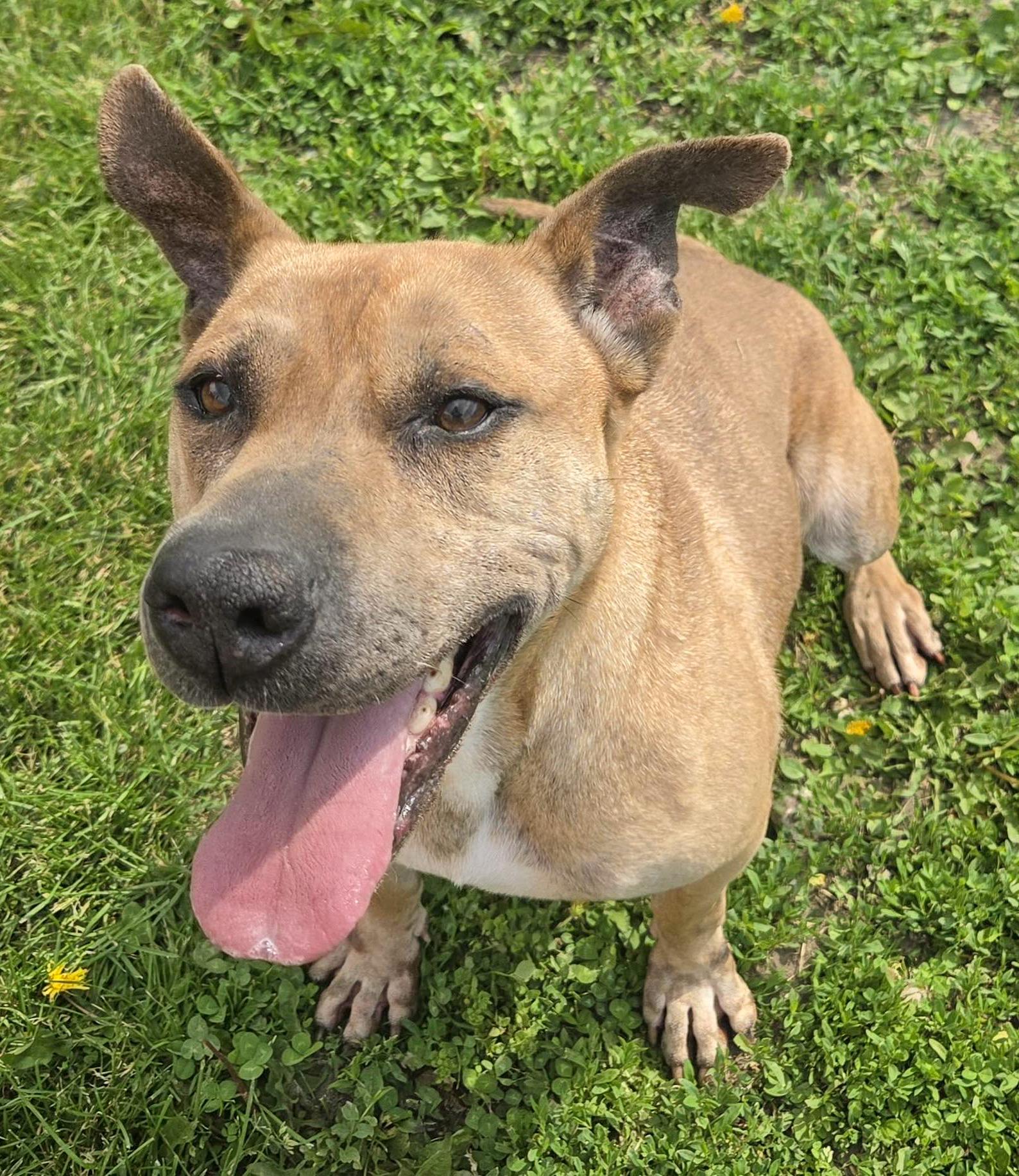 KINSALE- Needs a foster/forever home!, a Adoptable mixed breed in Birmingham, MI image 5/6