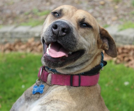 KINSALE- Needs a foster/forever home! photo 4