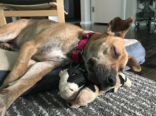 KINSALE- Needs a foster/forever home!, a Adoptable mixed breed in Birmingham, MI image 5/6