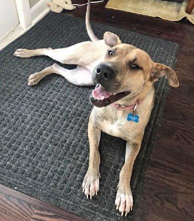 KINSALE- Needs a foster/forever home!, an adoptable Shepherd in Birmingham, MI, 48012 | Photo Image 6