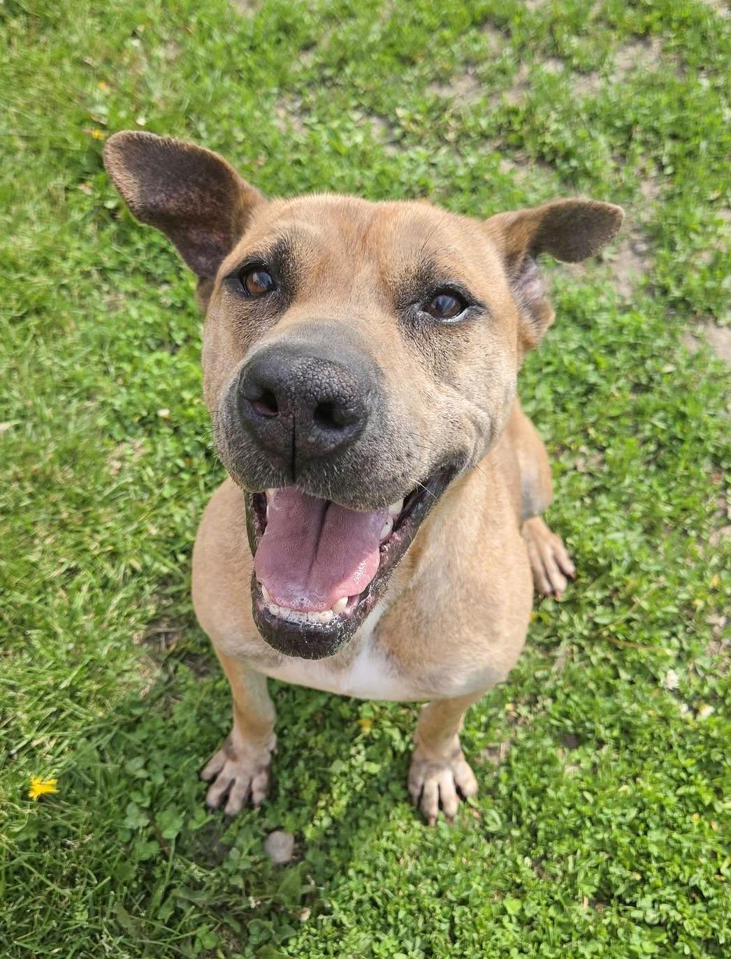 KINSALE- Needs a foster/forever home!, a Adoptable mixed breed in Birmingham, MI image 1/6
