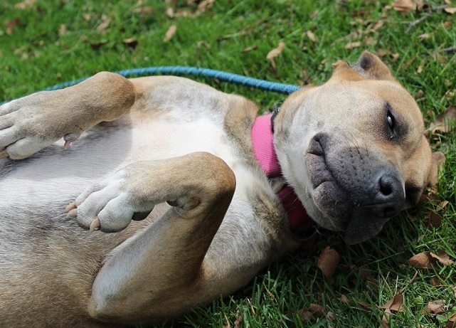 KINSALE- Needs a foster/forever home! photo 5