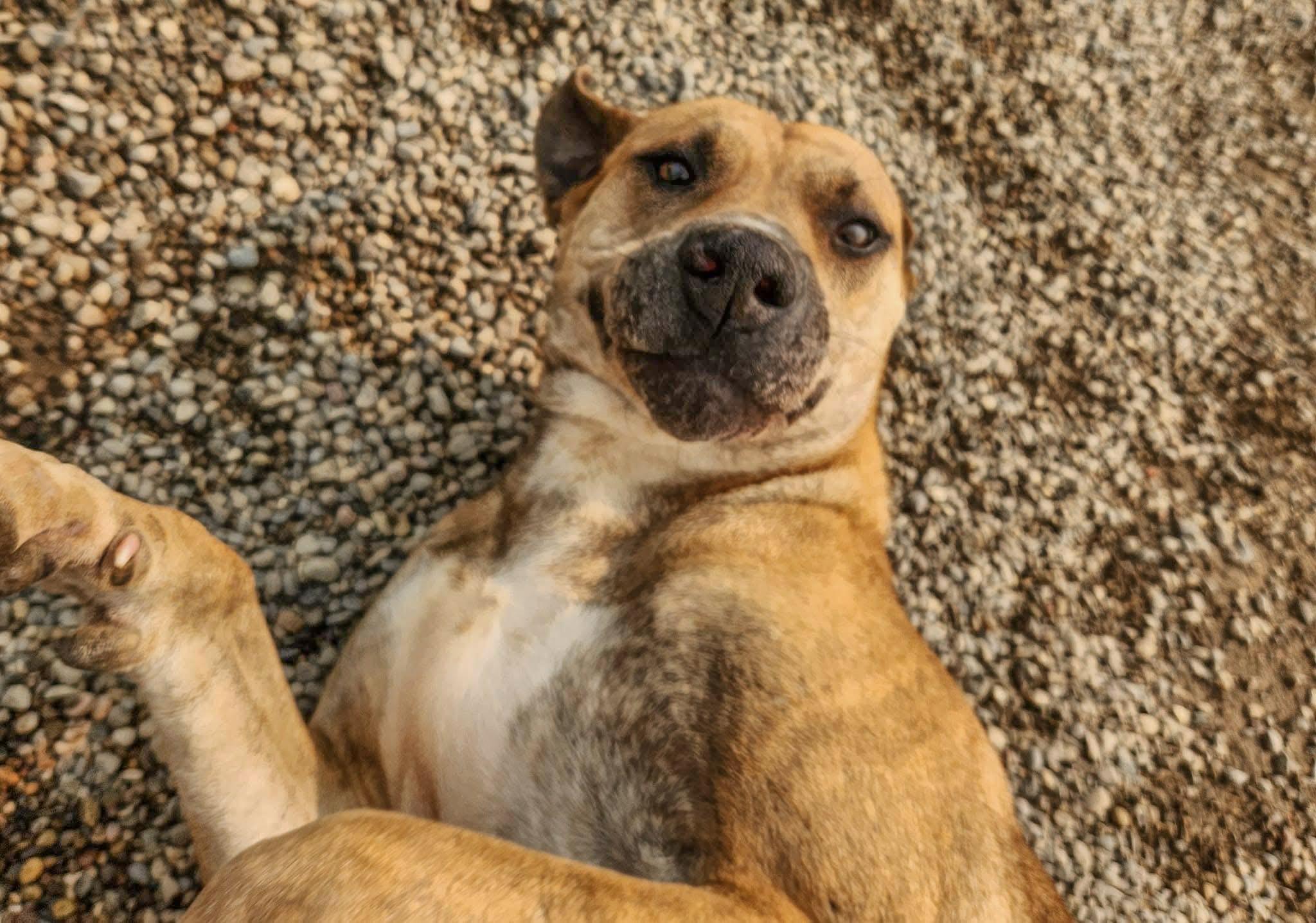 KINSALE- Needs a foster/forever home!, a Adoptable mixed breed in Birmingham, MI image 2/6