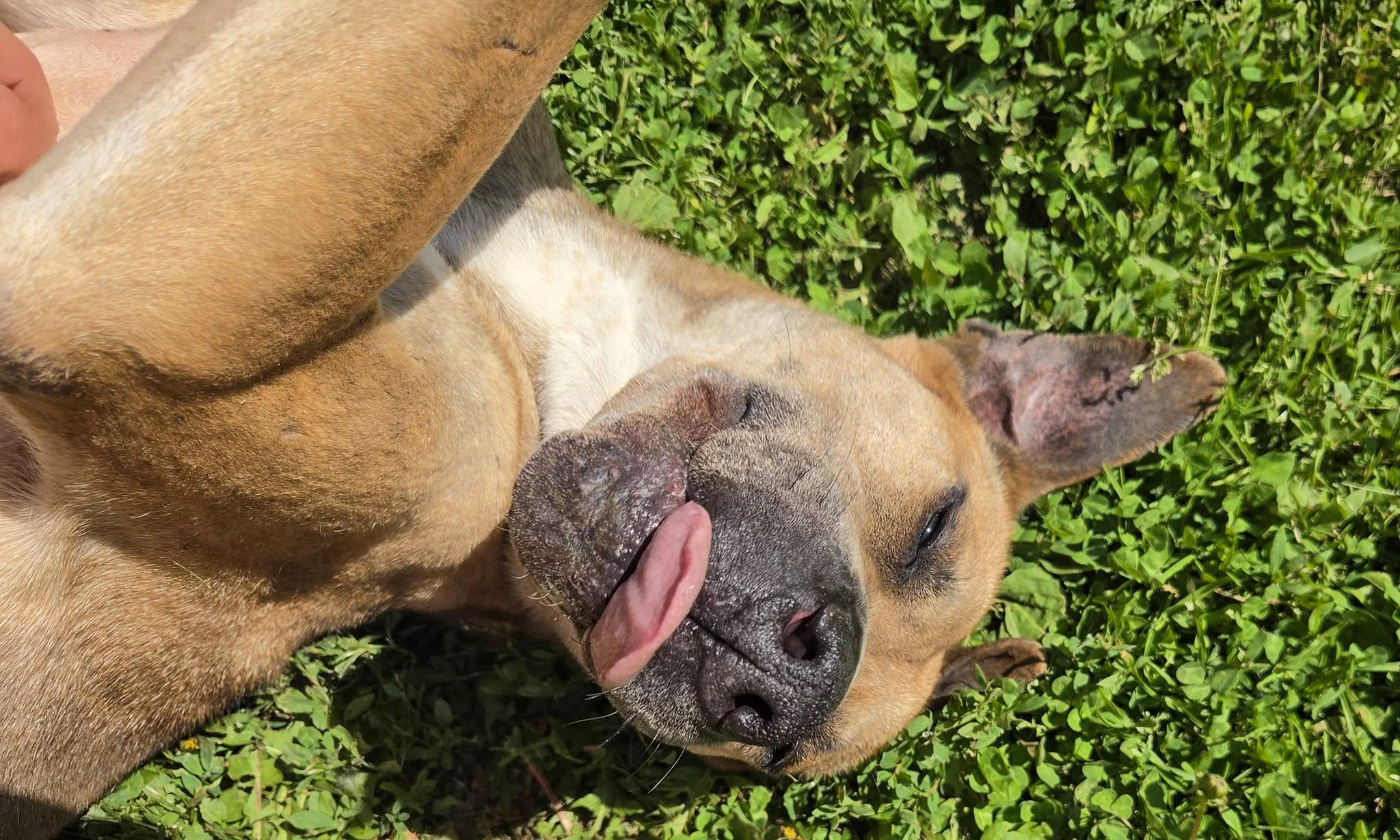 KINSALE- Needs a foster/forever home!, a Adoptable mixed breed in Birmingham, MI image 4/6