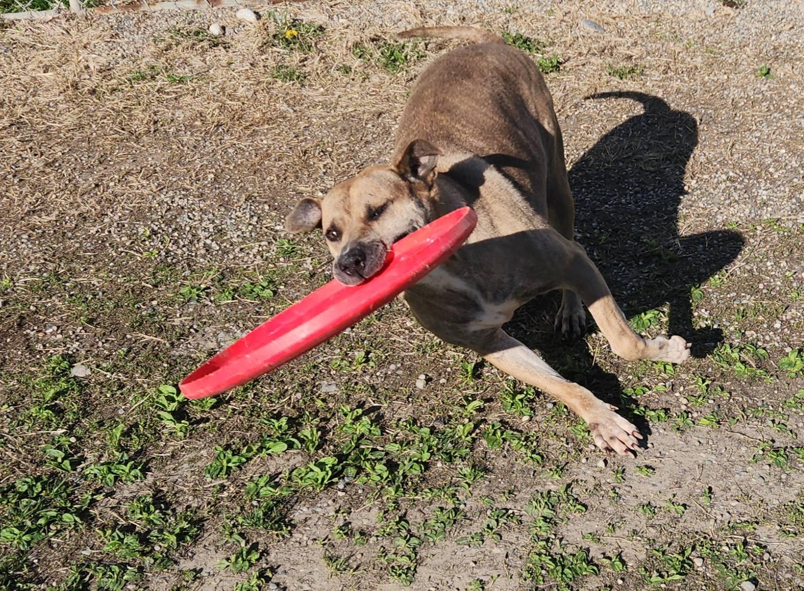 KINSALE- Needs a foster/forever home!, an adoptable Shepherd in Birmingham, MI, 48012 | Photo Image 3