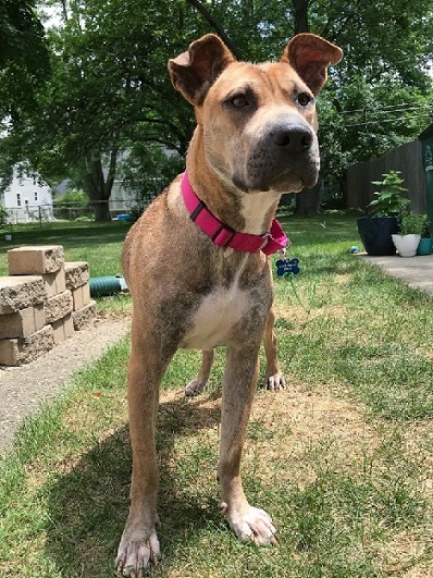 KINSALE- Needs a foster/forever home! photo 6