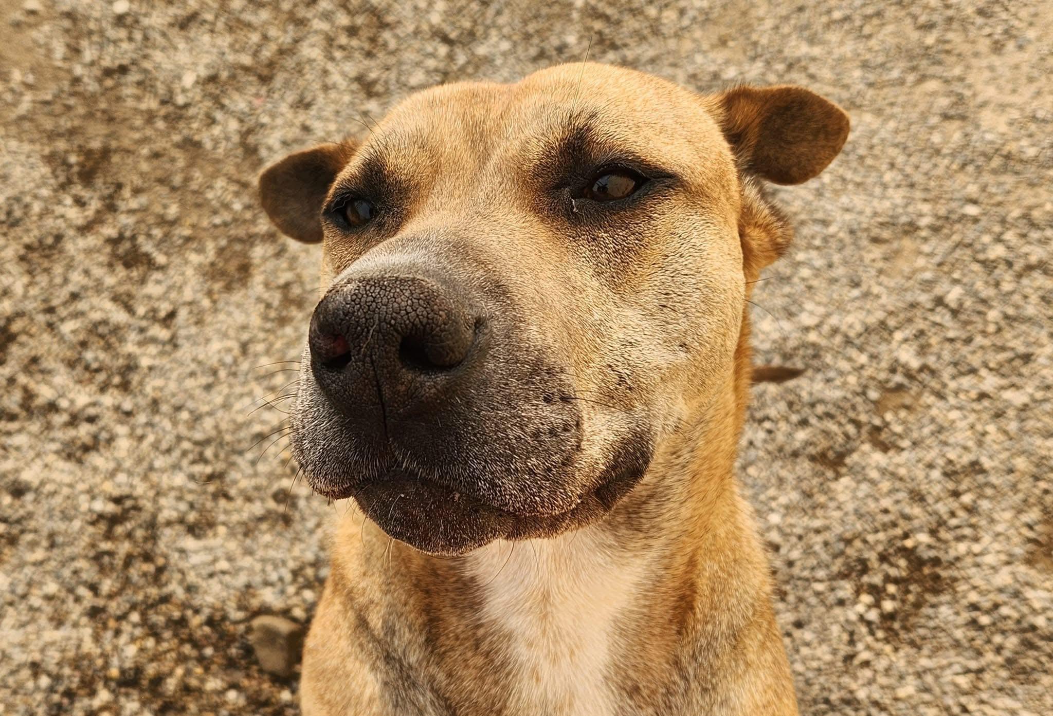 KINSALE- Needs a foster/forever home! photo 2