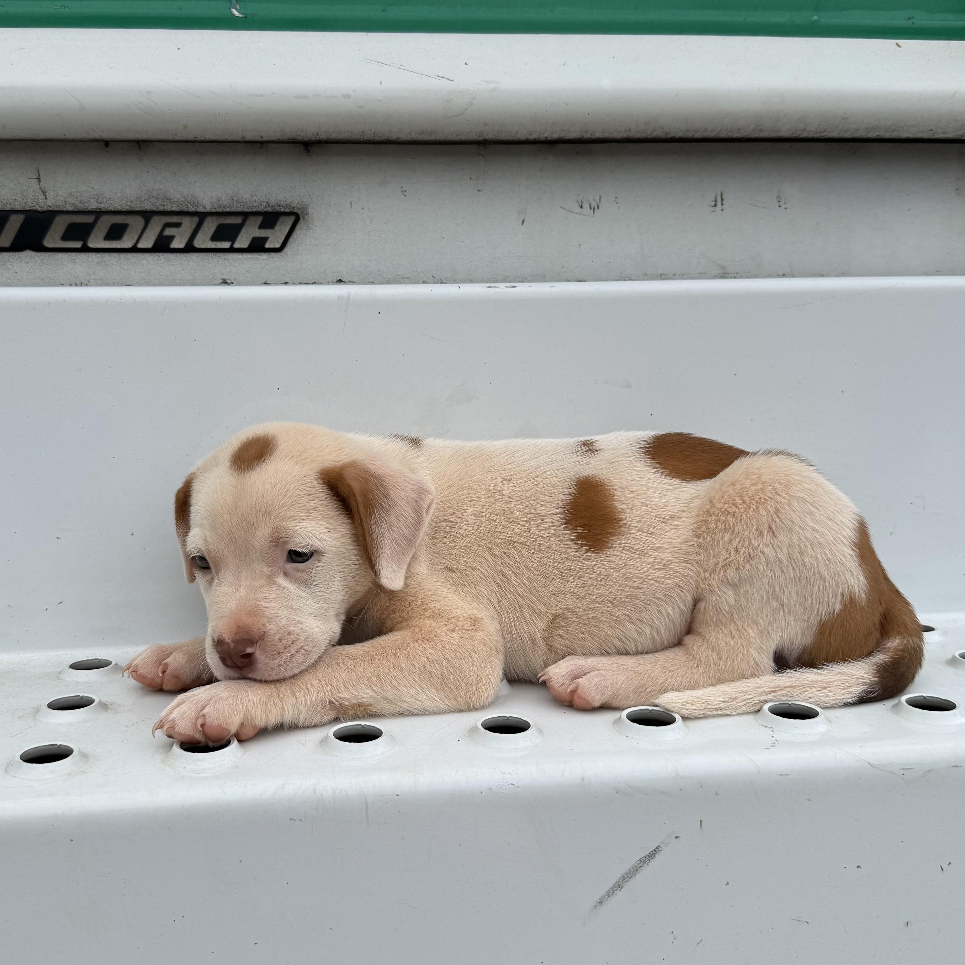 Jacob, an adopted mixed breed in Stowe, VT image 3/4