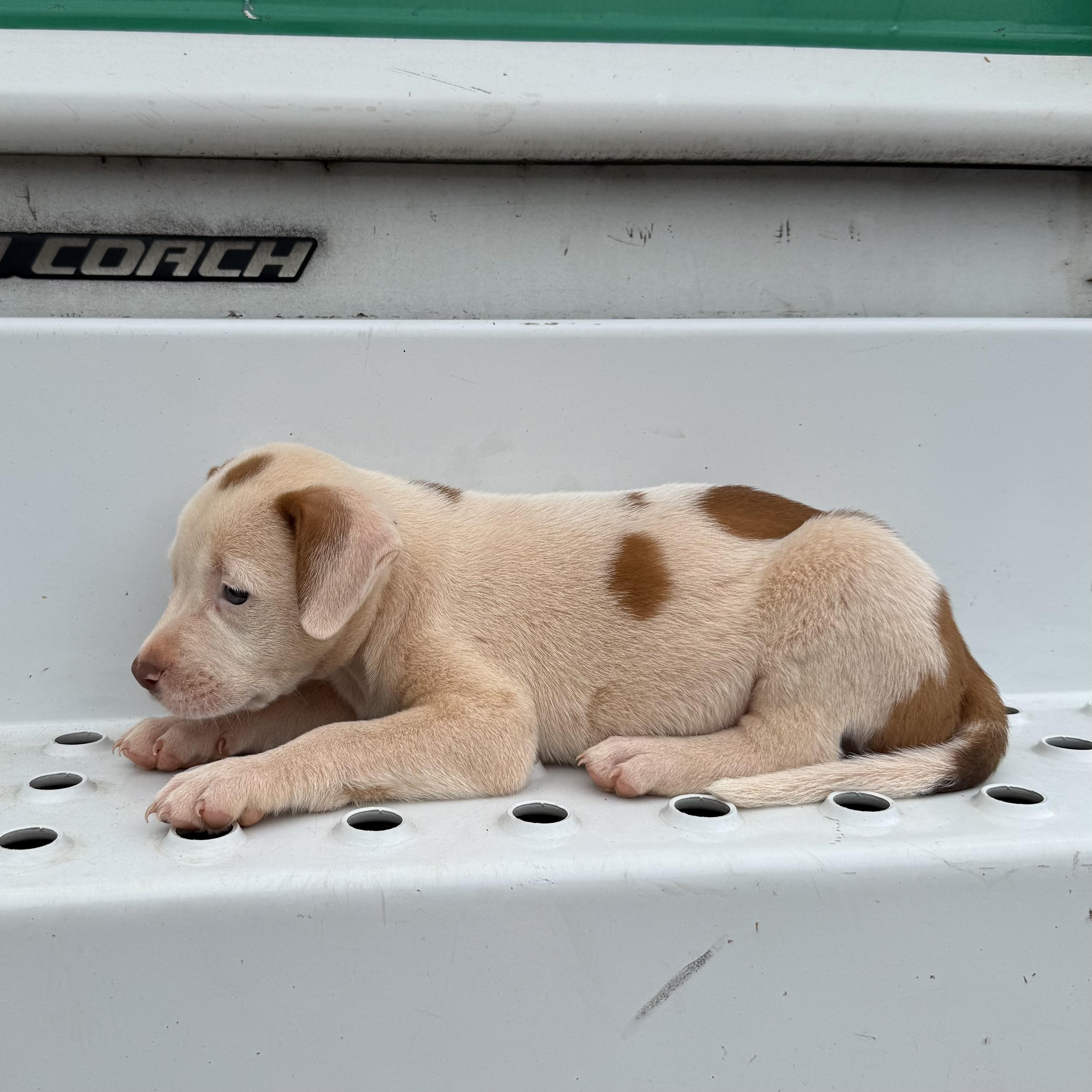 Jacob, an adopted mixed breed in Stowe, VT image 2/4