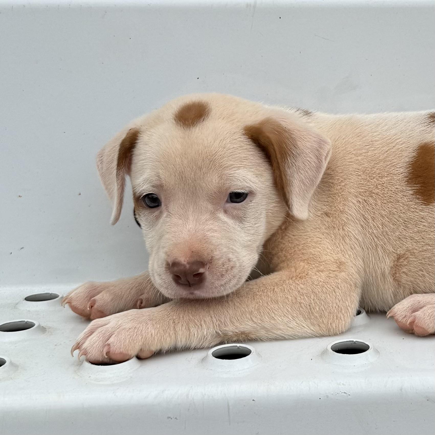 Jacob, an adopted mixed breed in Stowe, VT image 1/4