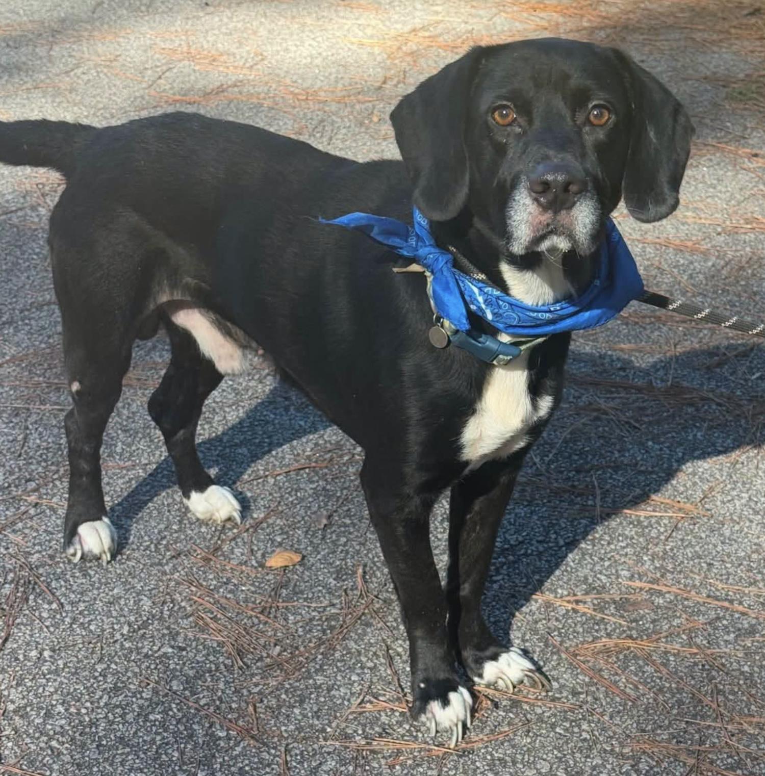 Denver, Adoptable, Adult Male Black Labrador Retriever & Mixed Breed.