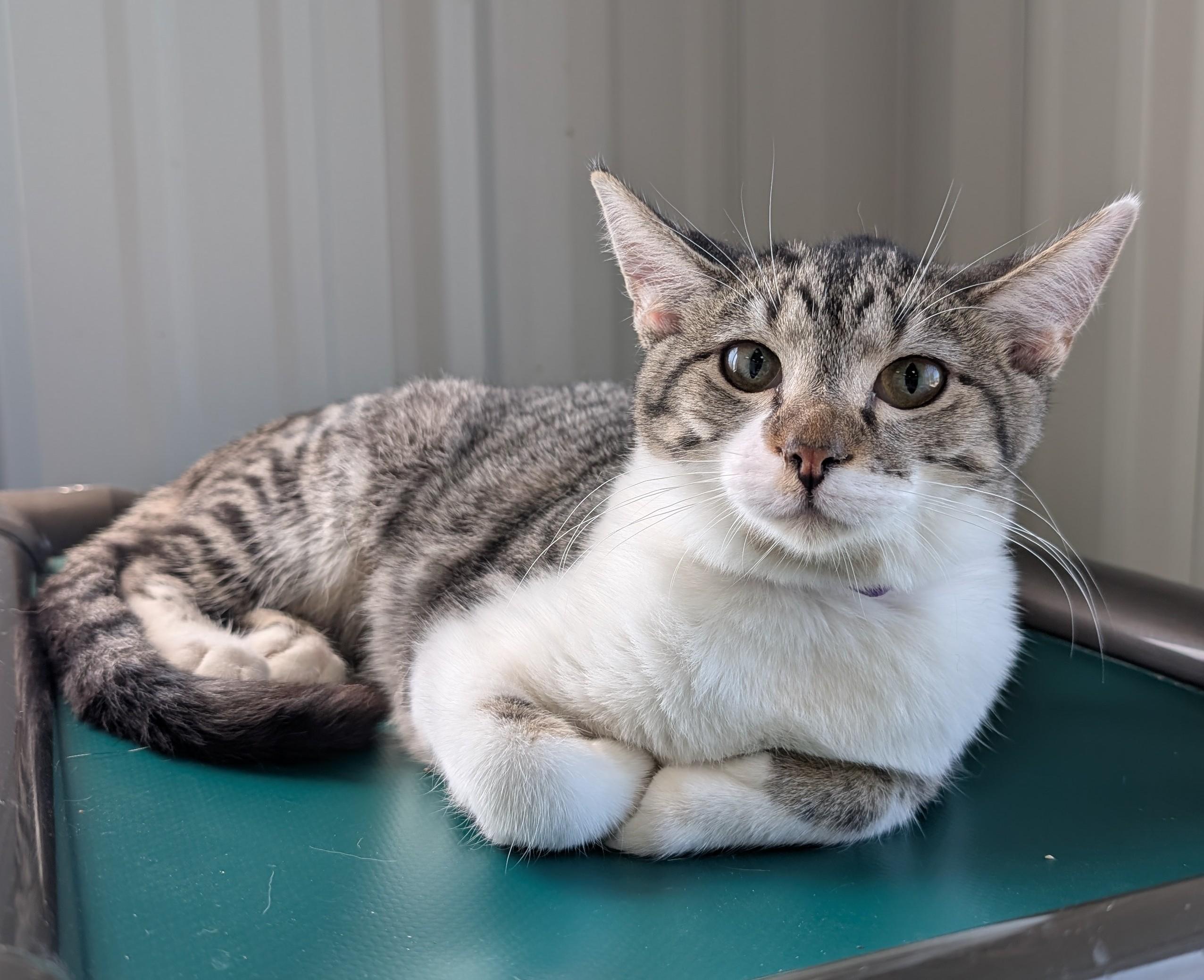 Enlarge Lila, an adoptable Domestic Short Hair in New Ulm, MN image 1/1
