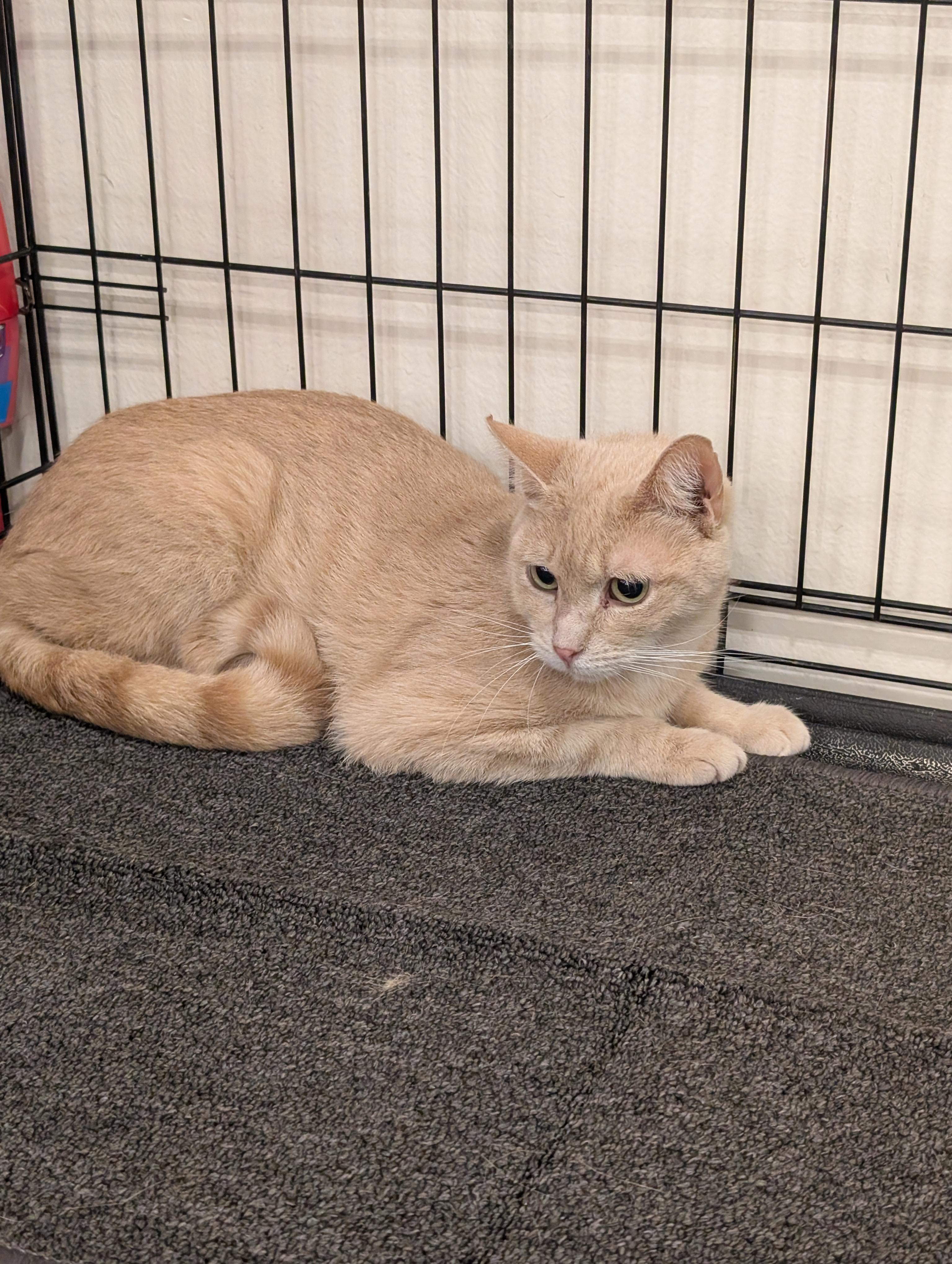 OMalley, Adoptable, Adult Male Domestic Short Hair.