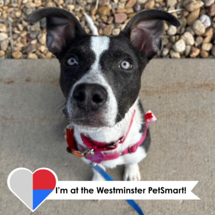 Petrie, a Adoptable mixed breed in Westminster, CO image 2/6