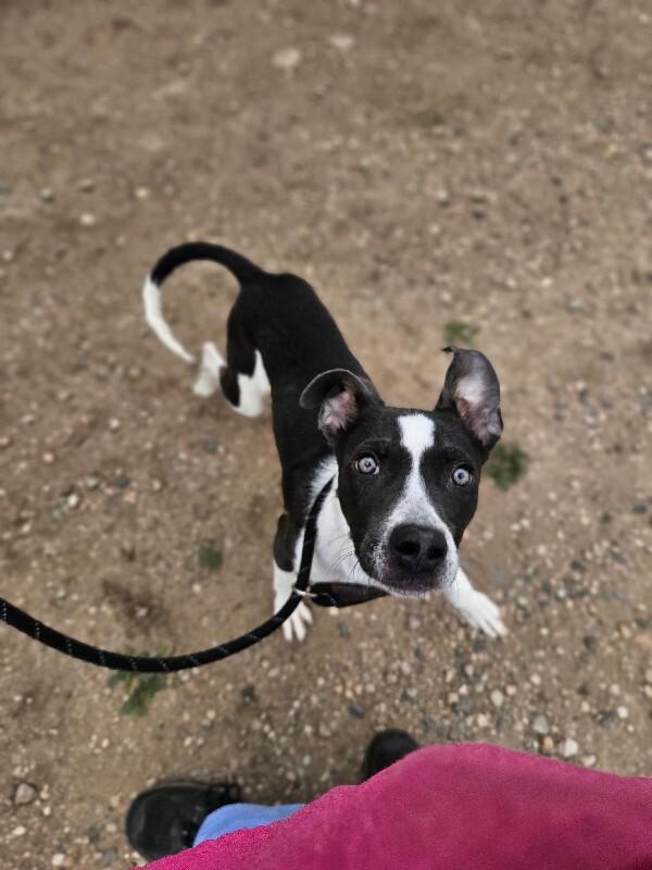 Petrie, a Adoptable mixed breed in Westminster, CO image 4/6