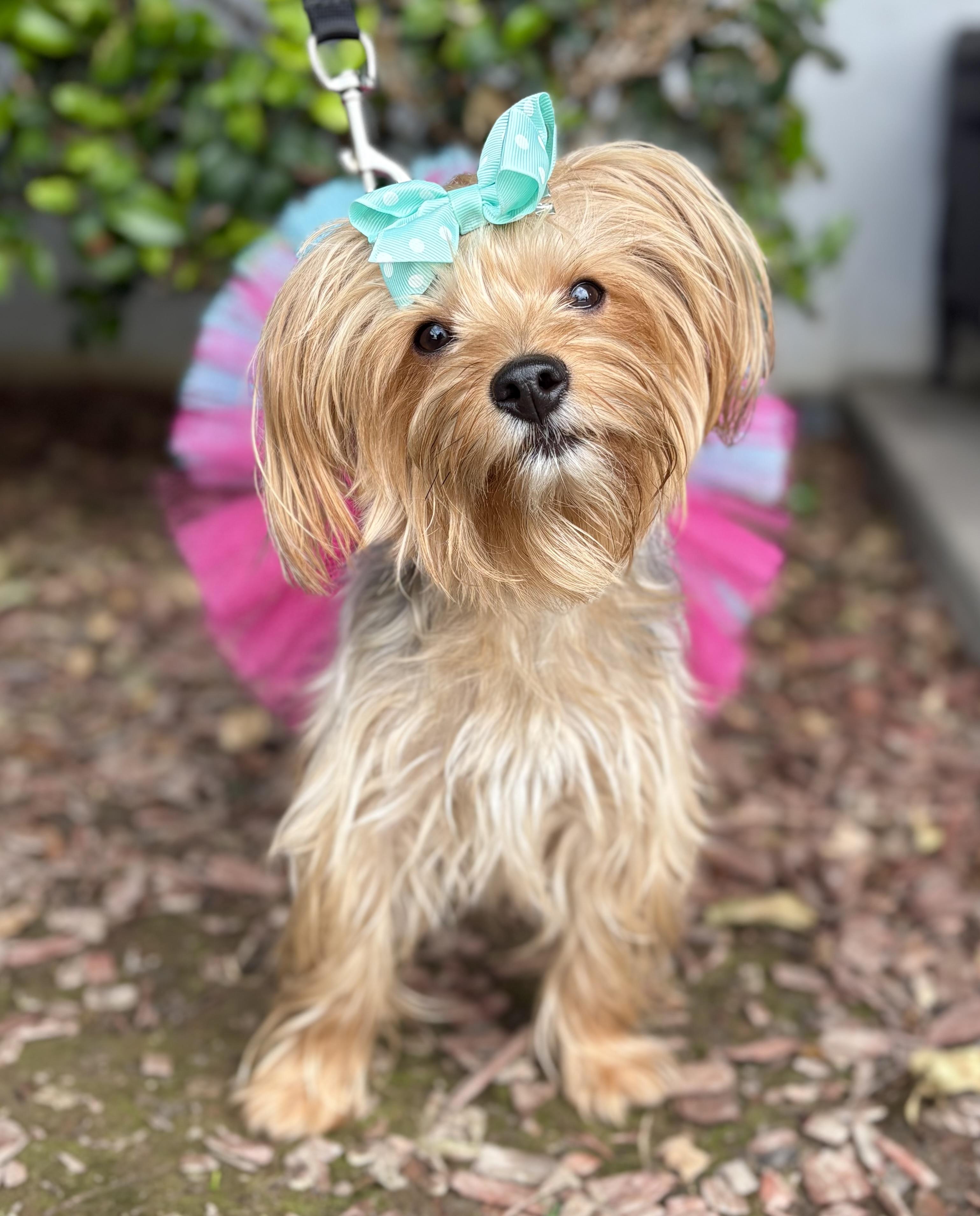 Maggie, Young Female Yorkshire Terrier