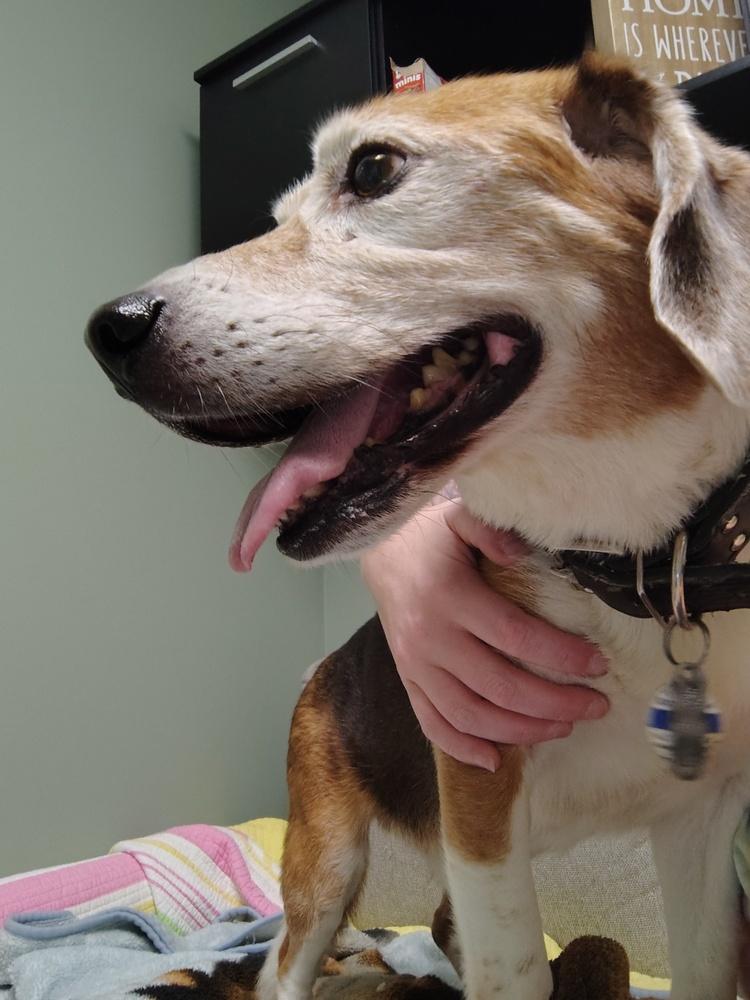 Enlarge Max, a Adoptable Beagle in Muskegon, MI image 1/4