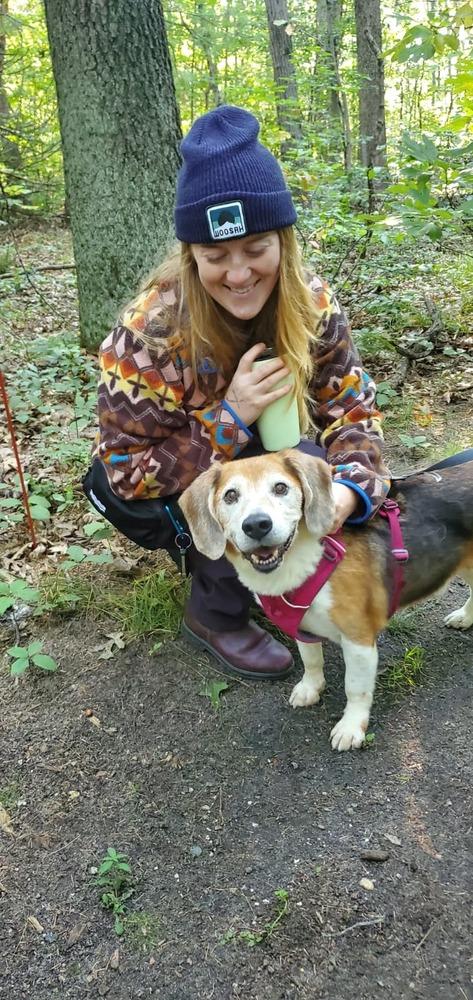 Enlarge Max, a Adoptable Beagle in Muskegon, MI image 2/4