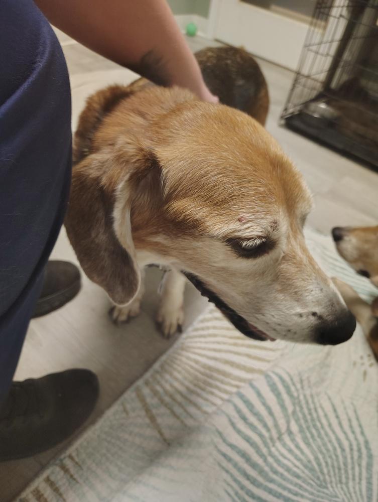 Enlarge Max, a Adoptable Beagle in Muskegon, MI image 3/4