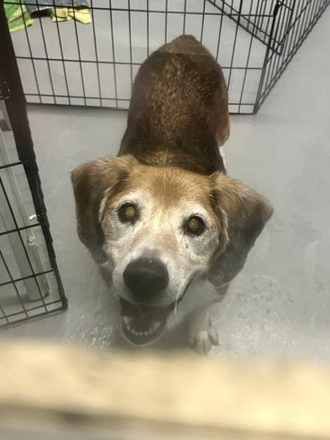 Enlarge Max, a Adoptable Beagle in Muskegon, MI image 4/4