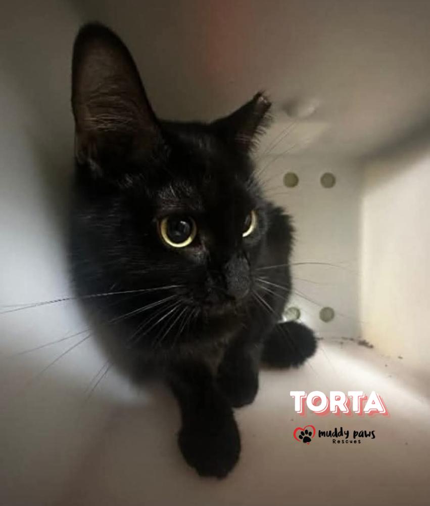 Enlarge Torta aka Nova, a Adoptable American Shorthair in Council Bluffs, IA image 1/1