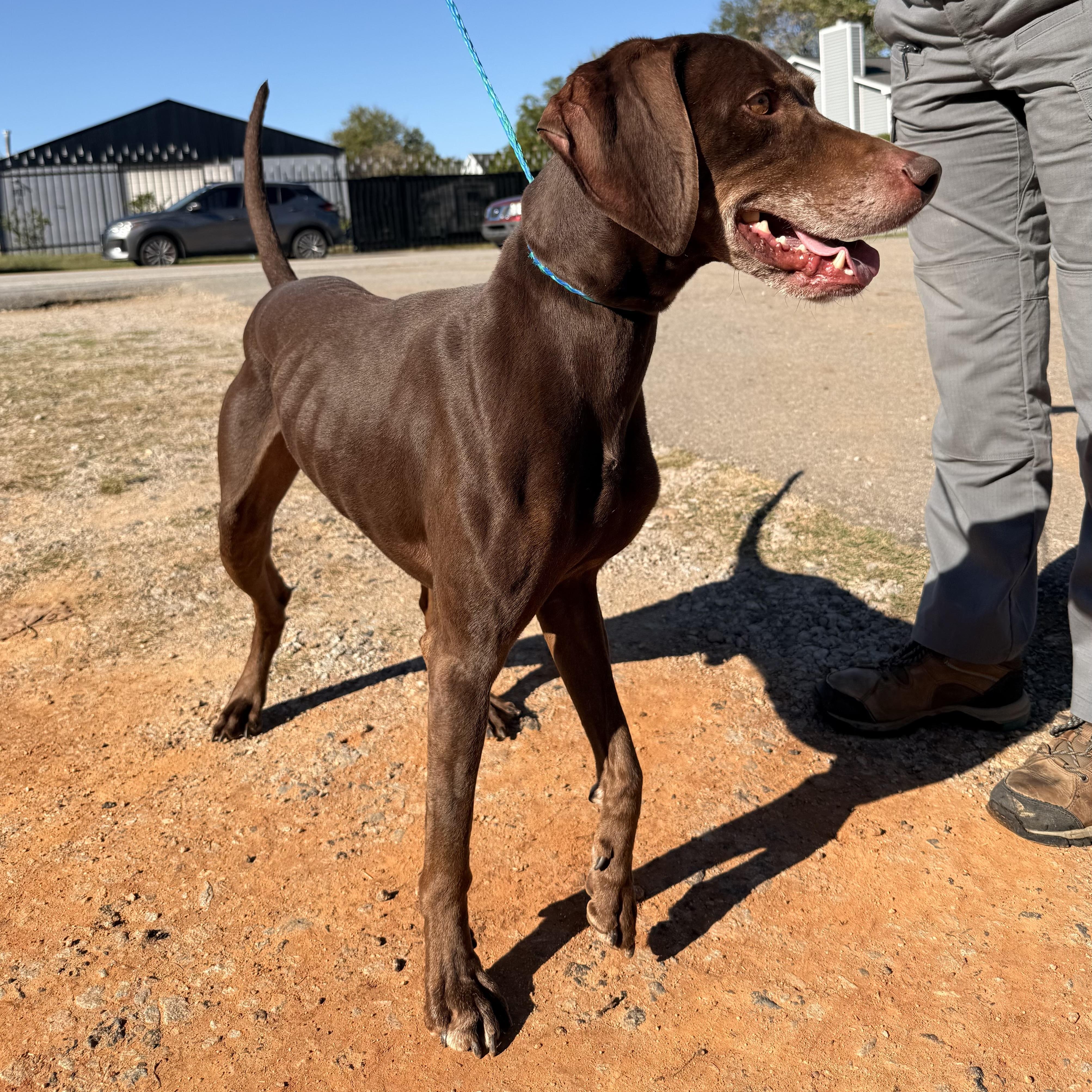 Enlarge Drago, a Adoptable mixed breed in New York, NY image 3/6