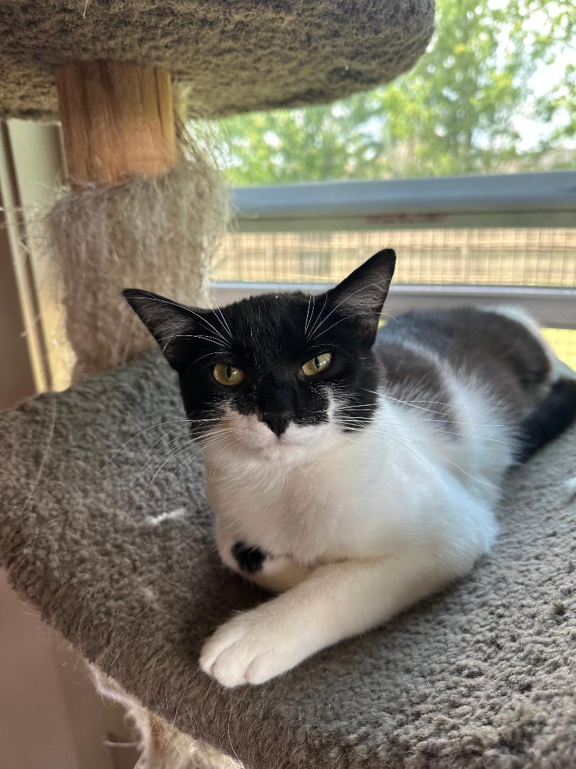 GUMDROP, Adoptable, Young Female Domestic Short Hair.