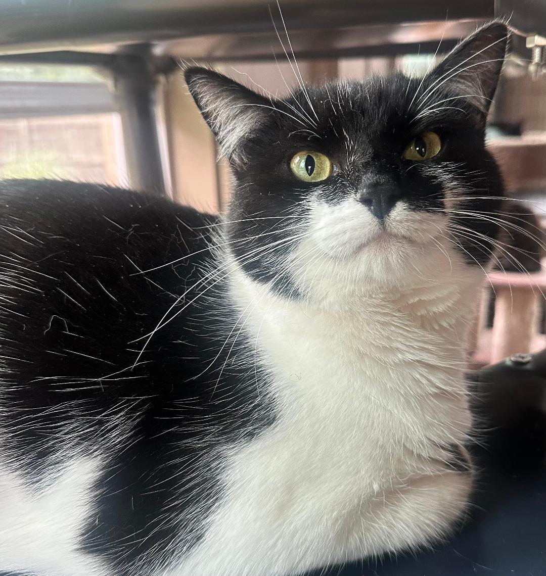 Enlarge GUMDROP, a Adoptable Domestic Short Hair in Capshaw, AL image 2/3
