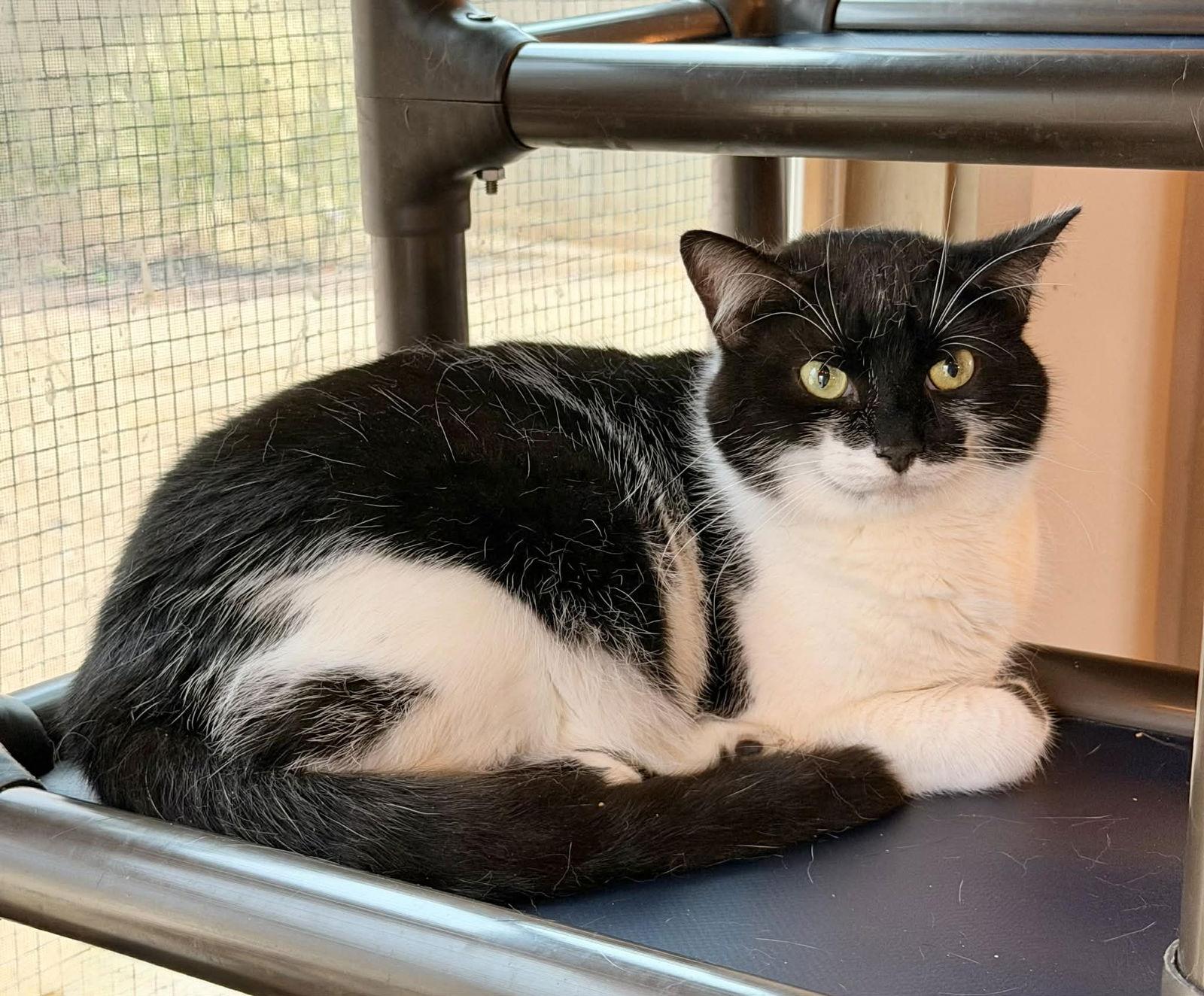 Enlarge GUMDROP, a Adoptable Domestic Short Hair in Capshaw, AL image 3/3