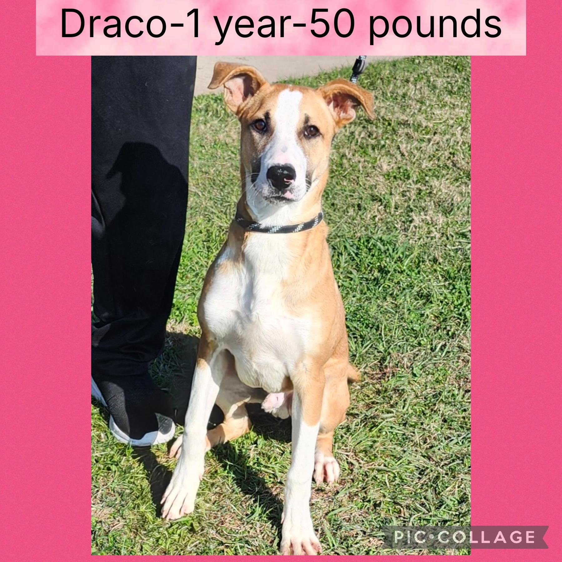 Draco, ADOPTABLE, Adult Male Mixed Breed.
