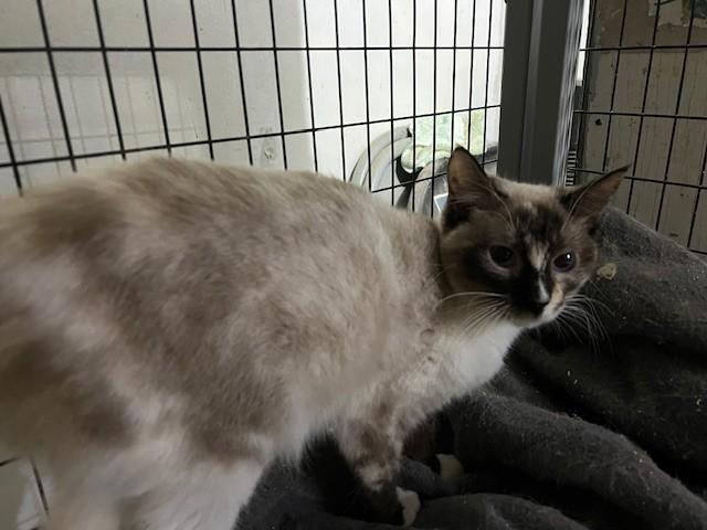 Enlarge Lydia, an adopted mixed breed in Tarrytown, NY image 2/3