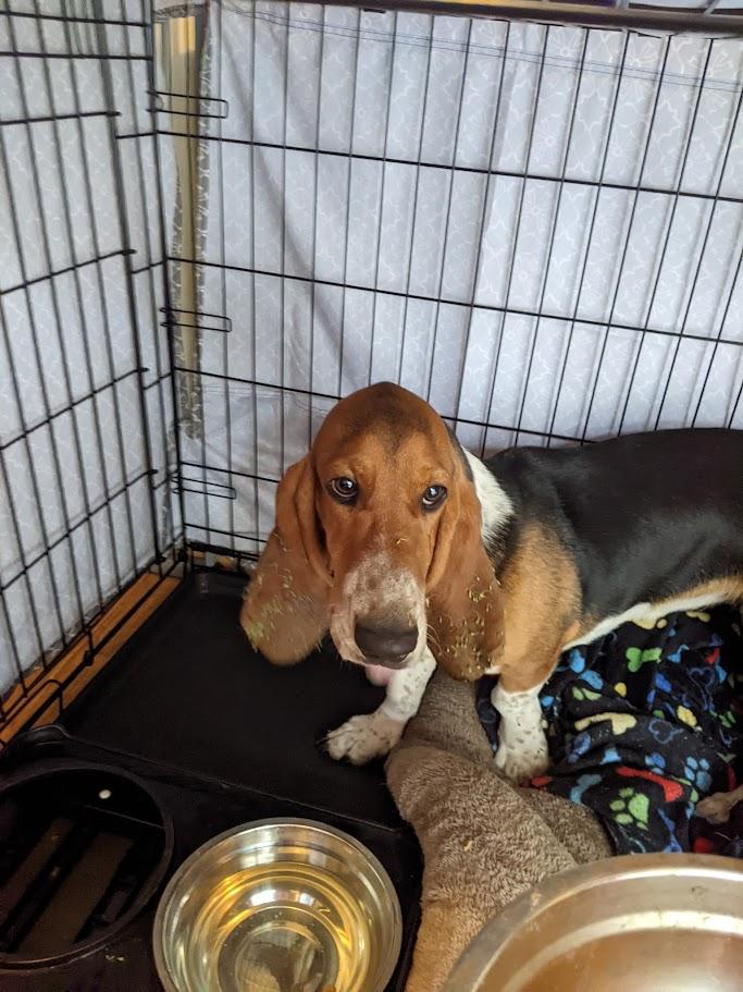 Enlarge Hera, a ADOPTABLE Basset Hound in Auburndale, FL image 2/2