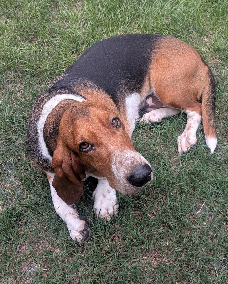 Hera, ADOPTABLE, Young Female Basset Hound.