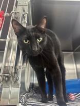 Enlarge Onyx, a ADOPTABLE Domestic Short Hair in Manitowoc, WI image 1/1