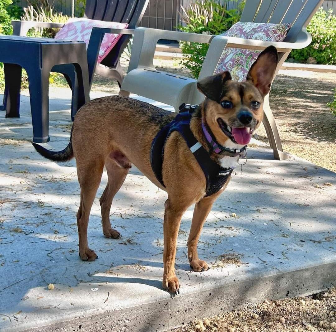 Duke, a Adoptable mixed breed in Phoenix, AZ image 1/2