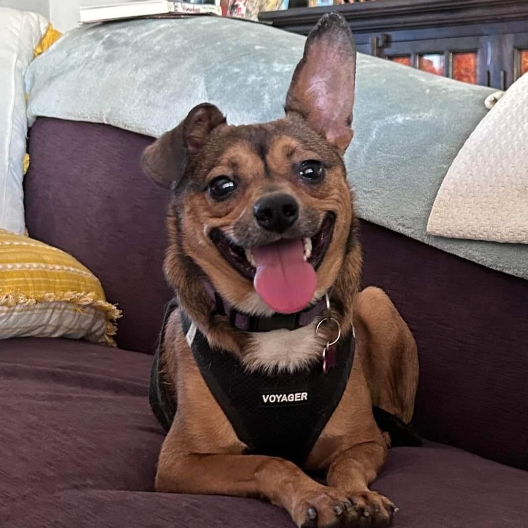 Duke, Young Male Chihuahua