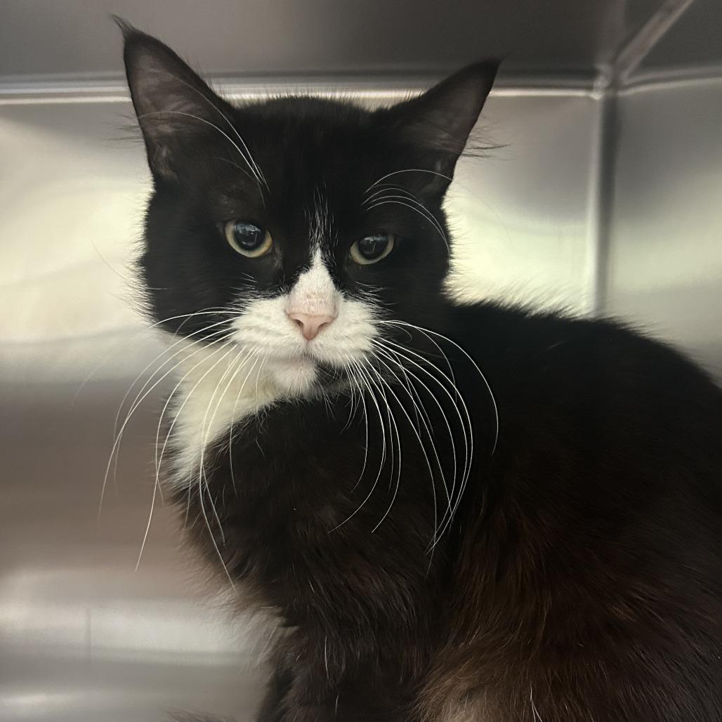 Enlarge Sailor Cat North, a Adoptable Domestic Short Hair in Tacoma, WA image 1/1