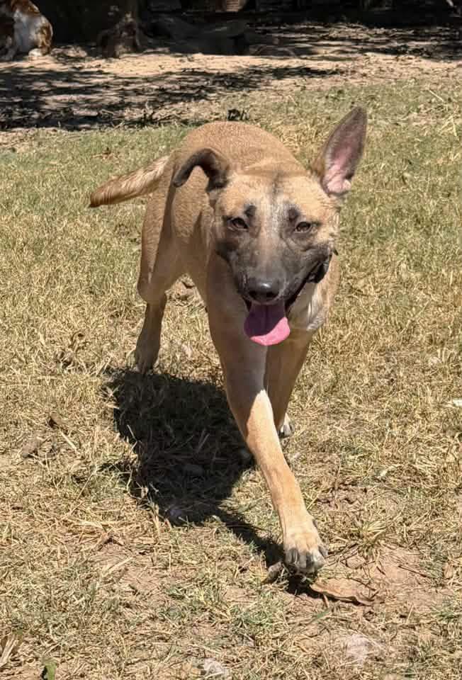 Enlarge Fawn, a Adoptable mixed breed in Calera, AL image 6/6