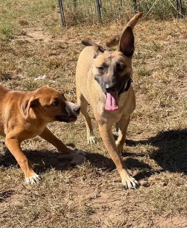 Enlarge Fawn, a Adoptable mixed breed in Calera, AL image 4/6
