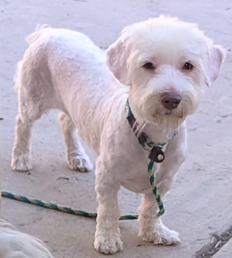 Orion, Adoptable, Adult Male Maltese & Poodle.