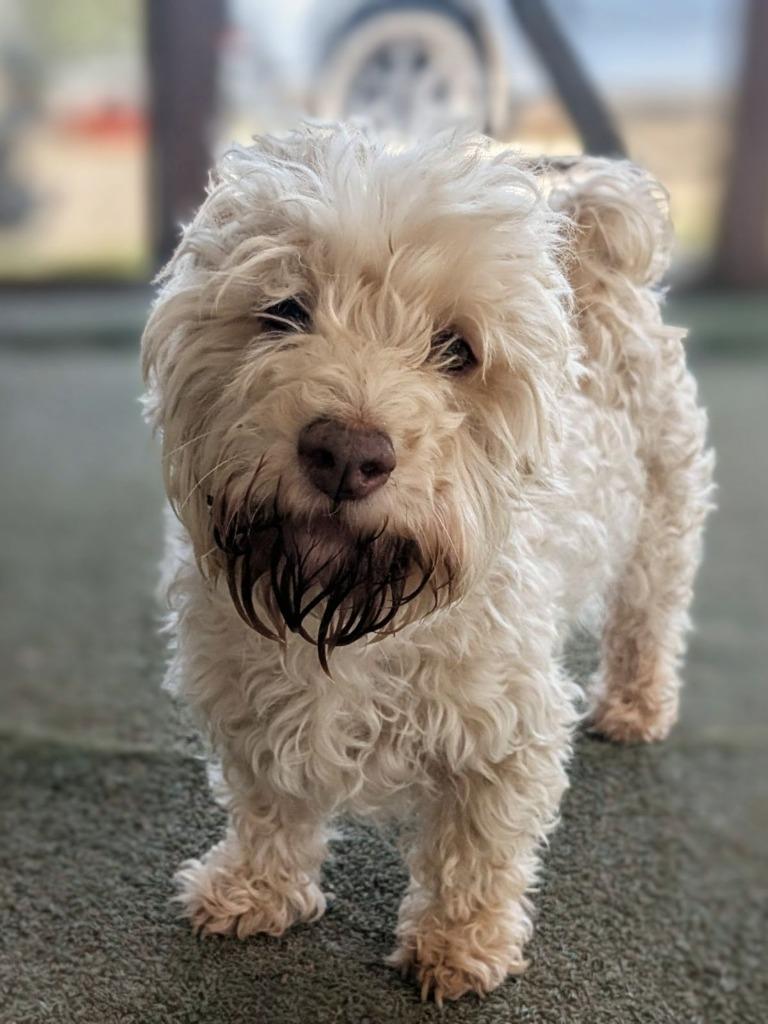 Enlarge Orion, a Adoptable mixed breed in San Diego, CA image 2/3