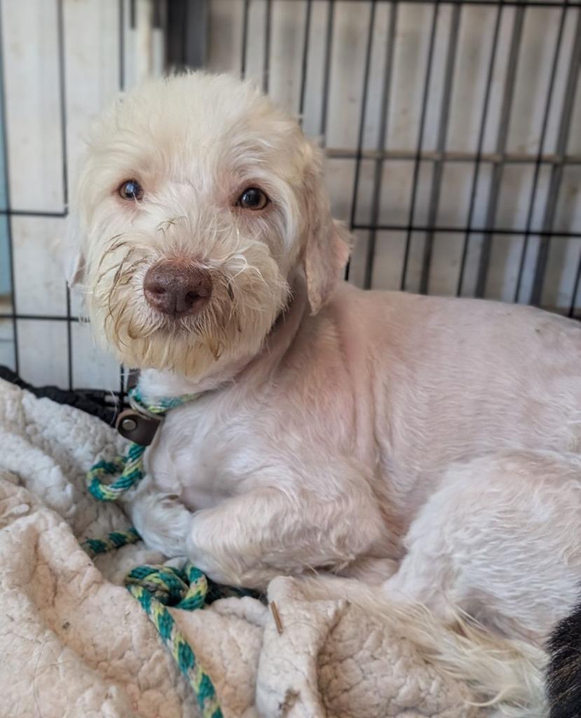 Enlarge Orion, a Adoptable mixed breed in San Diego, CA image 3/3