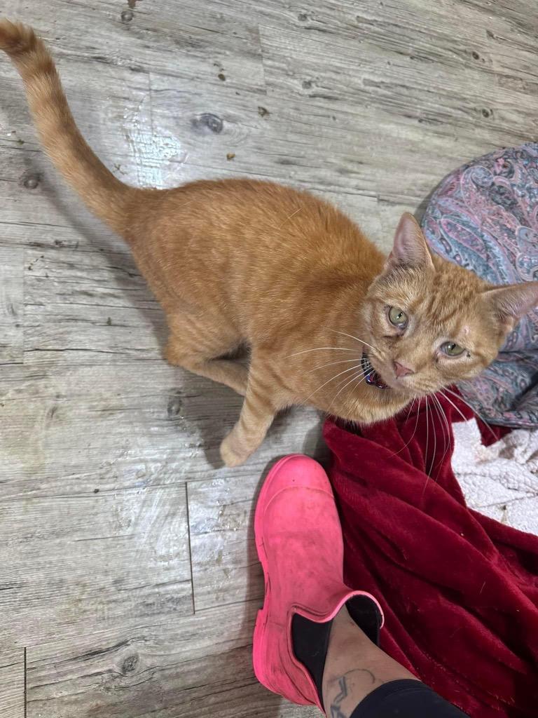 Harold, Adoptable, Adult Male Domestic Short Hair.