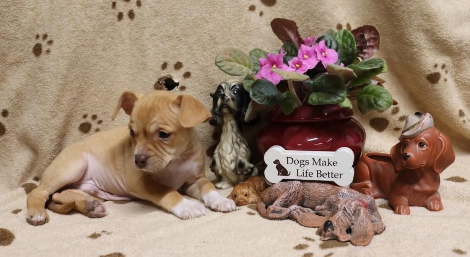 Enlarge Rudolf, a ADOPTABLE mixed breed in Winchester, TN image 4/5